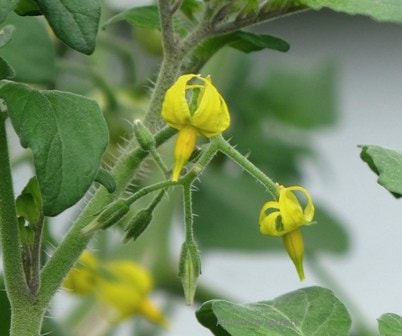 tomato flowers abort when temperatures are cool,warm season crops
