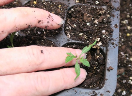 transplanting seedlings to a bigger pot