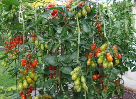 tomato diseases,crop rotation