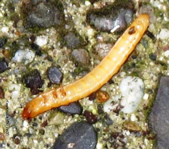 wireworms,orange worms in soil