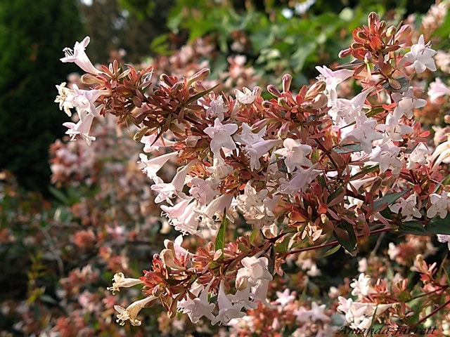 Glossy abelia,Abelia x grandiflora,September flowering shrubs,September flowers,fall blossoms