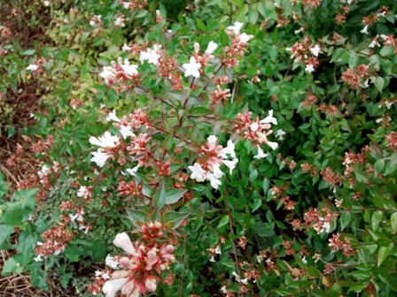glossy abelia,Abelia x grandiflora,fall flowering shrubs,October flowers,broadleaf fall flowering shrub,autumn gardens