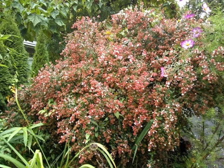 Glossy abelia,Abelia x grandiflora,September flowering shrubs,September flowers,fall blossoms