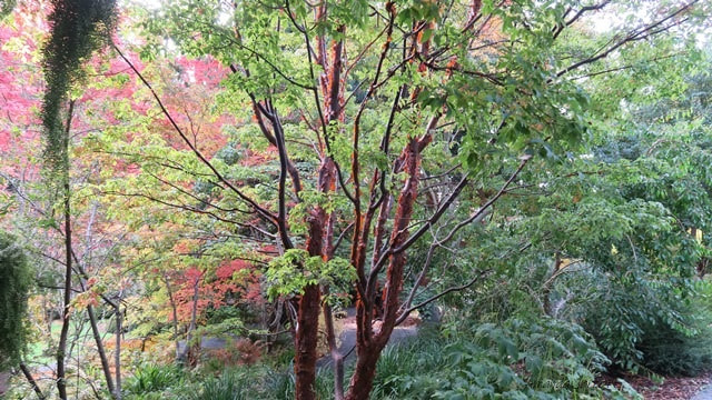 paperbark maple,Acer griseum