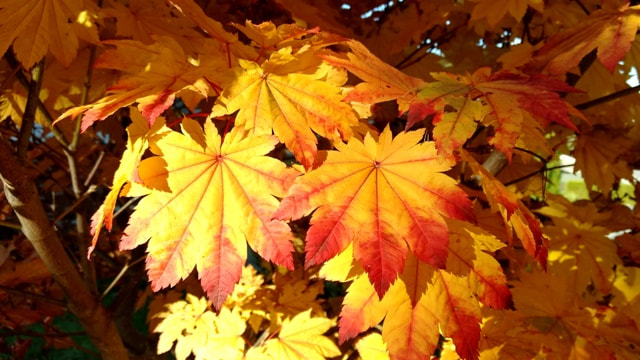 full moon maple,Acer japonicum,colourful autumn plants,colorful fall plants