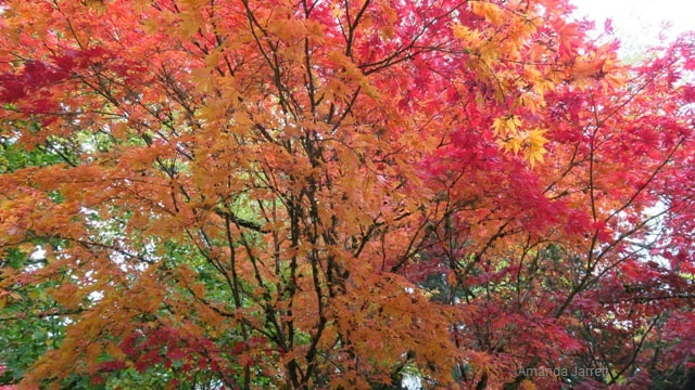 plants with autumn colour trees