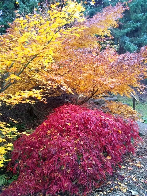 Japanese maples,Acer palmatum,colourful autumn trees,colorful fall plants