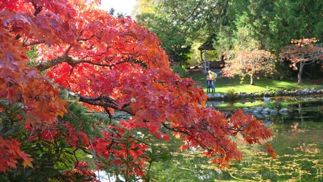Japanese maple,fall colour