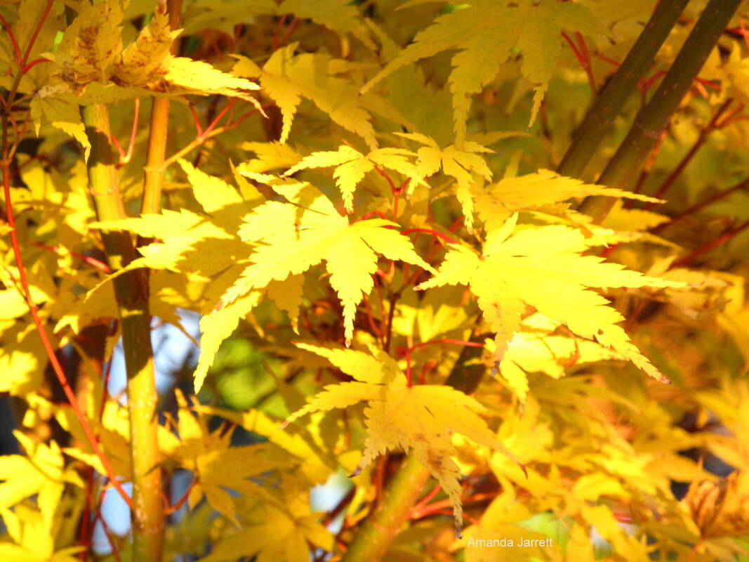 Acer palmatum 'Sango Kaku',coral bark Japanese maple,October Plant of the Month The Garden Website.com,small trees,trees for fall colour,The Garden Website.com,Amanda’s Garden Consulting,Amanda Jarrett,garden website