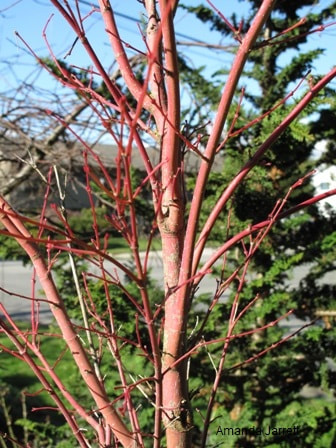 Coral Bark Japanese maple,Acer palmatum 'Sango Kaku',November gardens,gardening November,The Garden Website.com,Amanda Jarrett,Amanda’s Garden Consulting