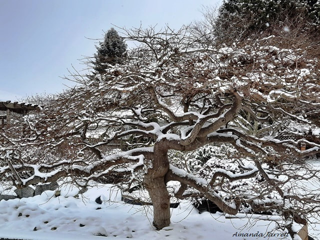 Japanese maple,Acer palmatum,ornamental winter trees