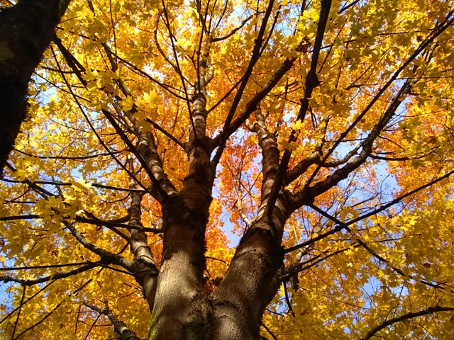 sugar maple autumn color colour