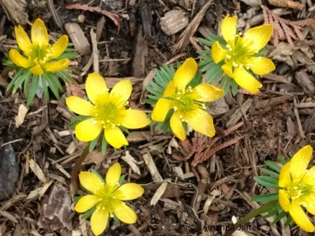 Winter aconite,Eranthis hyemalis,early spring flowering bulb,February flowers,winter flowers