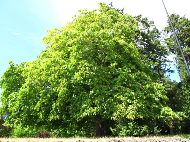 horsechestnut tree,Aesculus hippocastanum