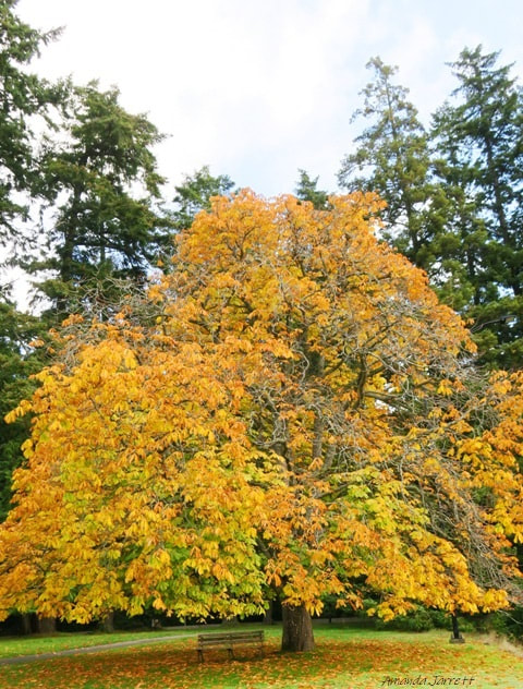 trees with fall colour