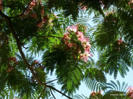 Persian silk tree,mimosa tree,Albizia julibrissin,summer flowering trees