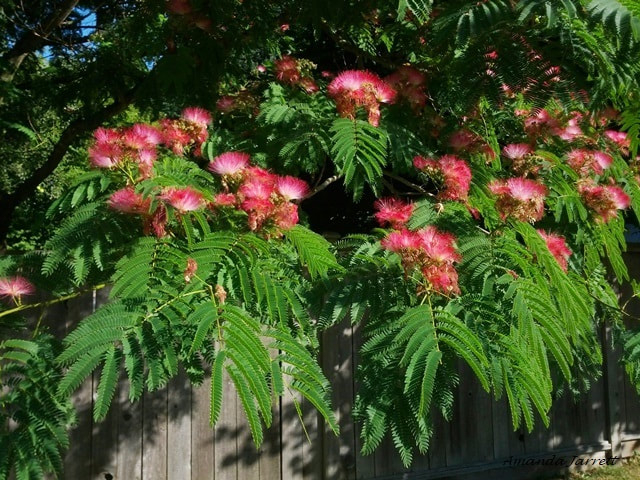 Persian silk tree,mimosa tree,Albizia julibrissin,summer flowering trees,August flowers