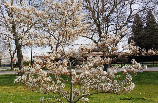 Serviceberry,Amelanchier canadensis,spring flowering trees,April flowering trees