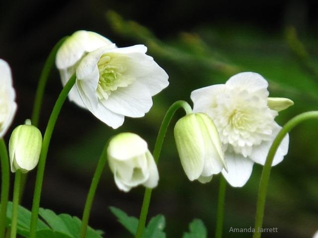 wood anemones,anemone nemorosa,flowers for shade