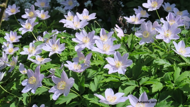 wood anemone nemerosa,May flowers,spring flowers