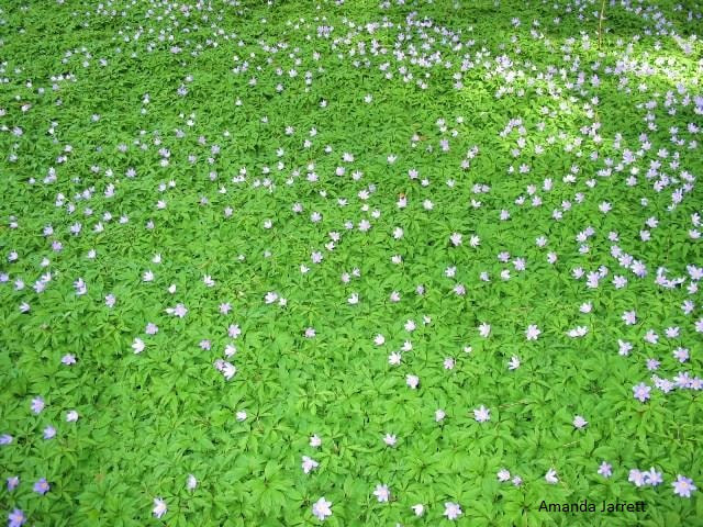 flowering ground covers for shade,anemone nemorosa