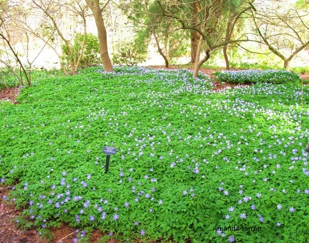 naturalizing,ground covers,spring flowers