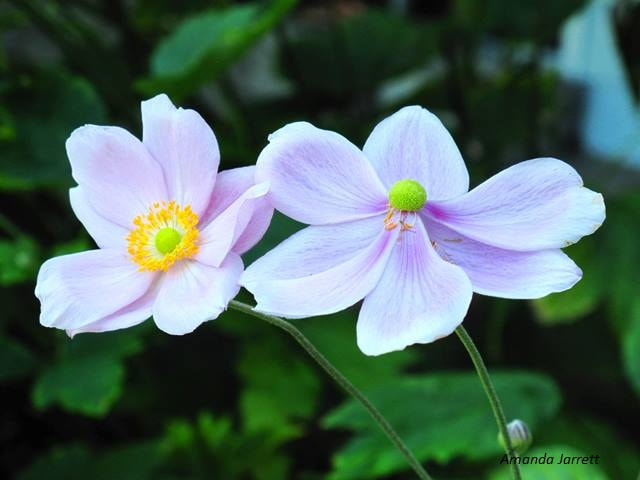 pink Japanese anemone tomentosa,summer flowers,August blooms