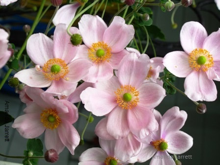 pink Japanese anemone tomentosa,summer flowers,August blooms