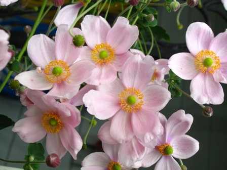Anemone tomentosa ‘Robustissima’,pink Japanese anemone,September gardens,September flowers,fall flowers,autumn plants