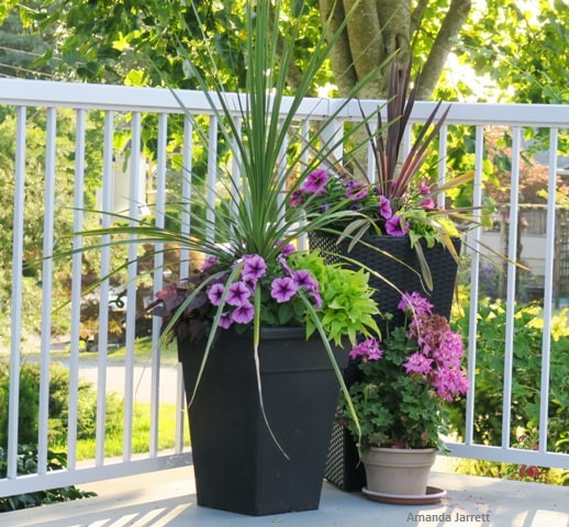 planters,containers,watering planters,June gardening chores