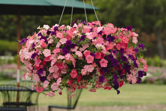 watering hanging baskets and planters in summer