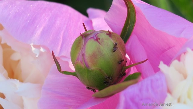 peonies and ants,symbiotic relationships