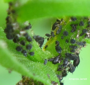 rose aphids,sucking insect pests