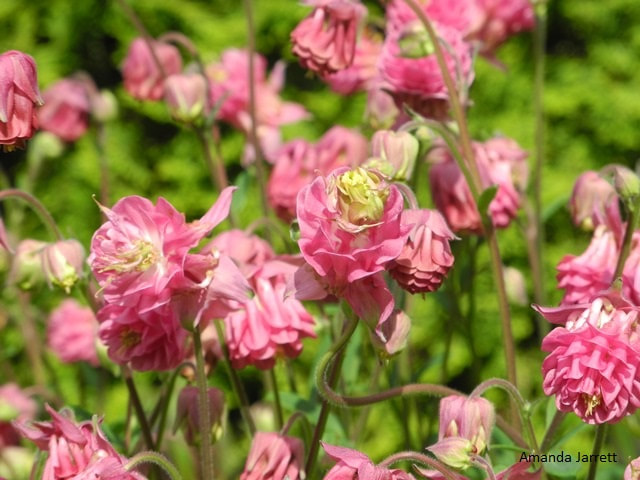 Columbine flowers,Aquilegia vulgaris,May flowers
