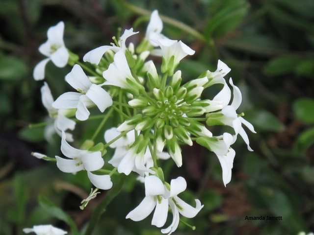 Creeping wall cress,Arabis x sturii,spring flowering ground cover