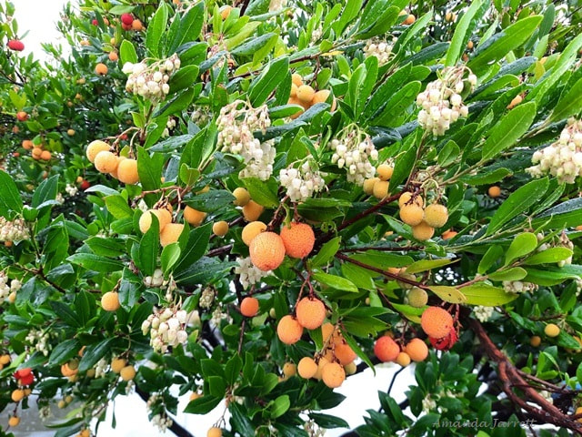 Strawberry tree Pacific madrone Arbutus unedo,winter plants with flowers and fruit 