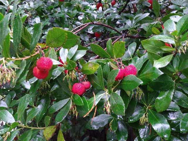 winter flowering and fruiting shrub,Arbutus unedo 'Compacta',strawberry tree,Pacific madrone,winter garden plant