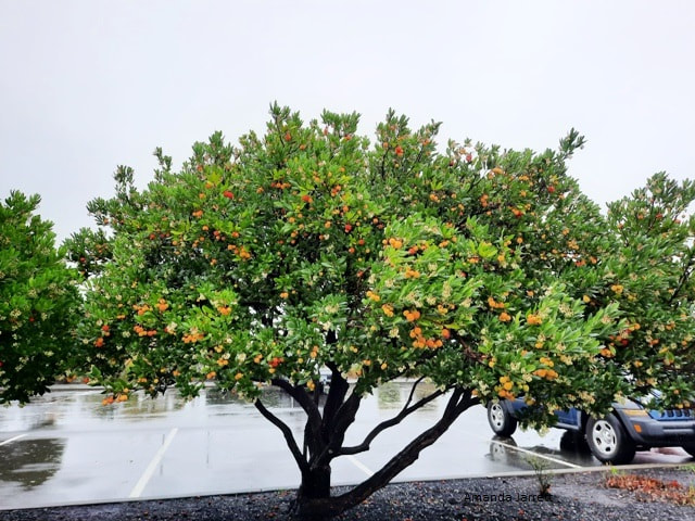 Arbutus unedo 'Compacta',strawberry tree,Pacific madrone,winter gardens