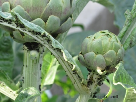 aphid on artichokes,aphid control,preventing aphids,barrier to insects,May gardens,spring gardens,May flowers,May lawn care,vegetable gardening,pollinators,May garden journal,The Garden Website,com,Amanda’s Garden Consulting,Amanda Jarrett,garden 