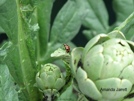 beneficial insects,organic gardening,aphids control