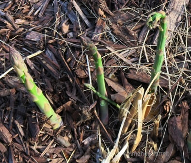 how to grow and harvest asparagus