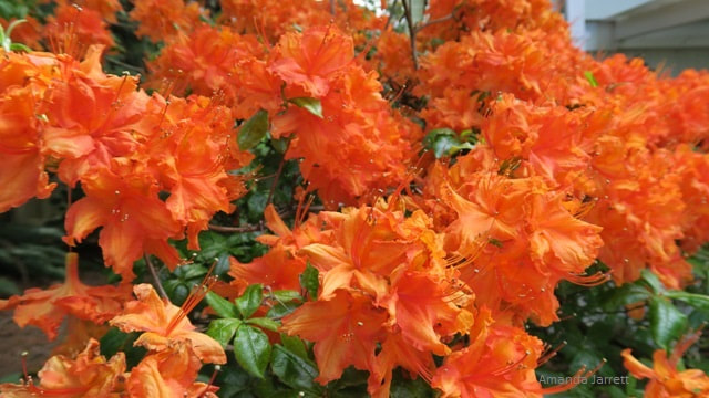 deciduous azaleas,rhododendrons,May flowering shrubs,flowering broadleaf evergreens