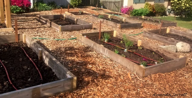 raised beds,vegetable gardening
