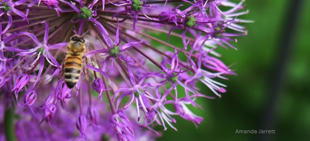 Allium Purple Sensation,May flowers,flowering onion