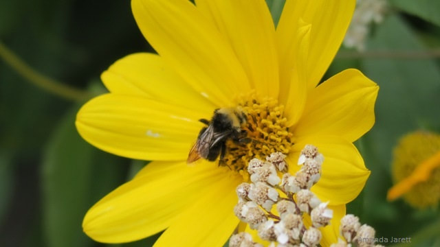 Bidens ferufolia,bee,pollinators,September gardening,fall gardens,the garden website.com,Amanda’s Garden Consulting,Amanda Jarrett,garden website