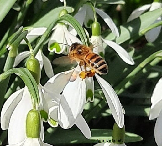saving bees,pollinators,early spring flowers for pollinators,winter flowering plants,snowdrops