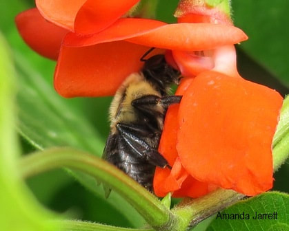 pollinators,bees,beneficial insects,grow organic vegetables,how to grow food,crop rotation,crop succession,companion planting,organic gardening,low maintenance vegetable gardening,The Garden Website.com,the garden website,Amanda's Garden Consulting,Amanda Jarrett,gardening website
