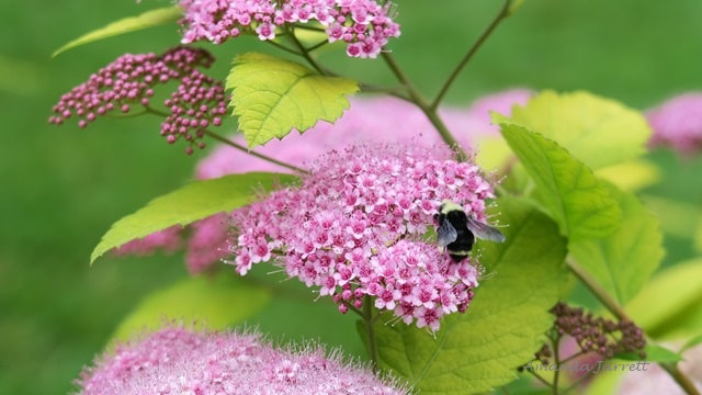 plants for pollinators flowers
