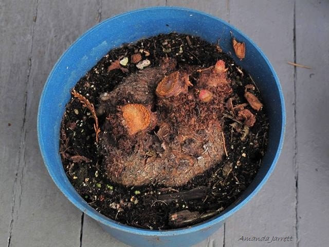 storing tuberous begonias