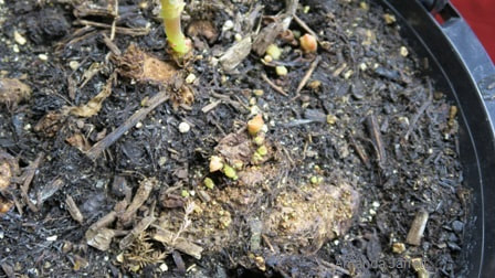 growing tuberous begonias,Begonia × tuberhybrida,starting begonias 